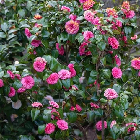 camellia-william-bartlett-2.jpg