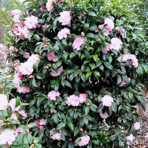 camellia-william-bartlett-1.jpg