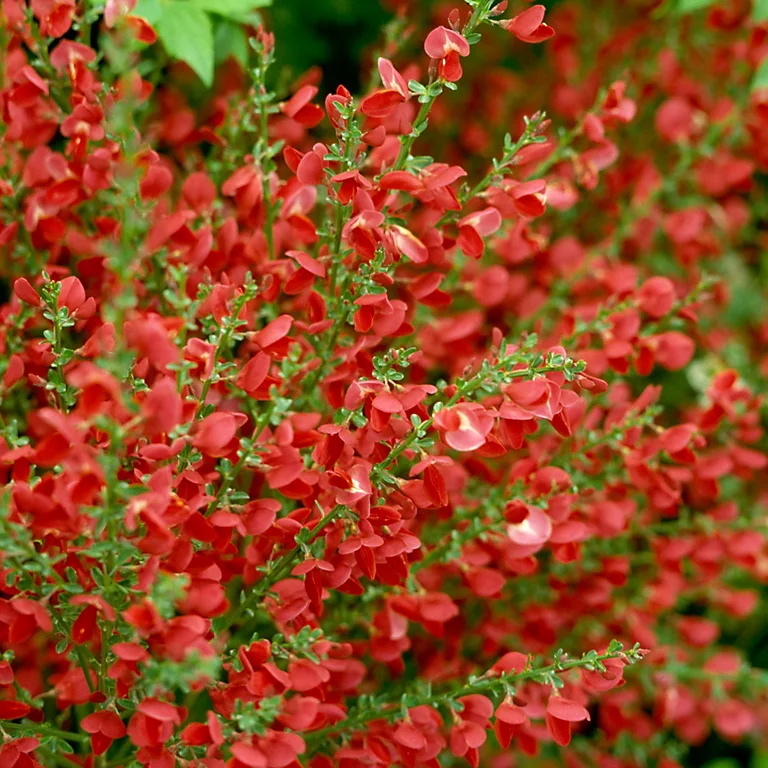 Żarnowiec-Boskoop-Ruby-3.jpg