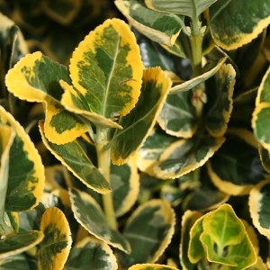 euonymus-ovatus-aureus-5.jpg
