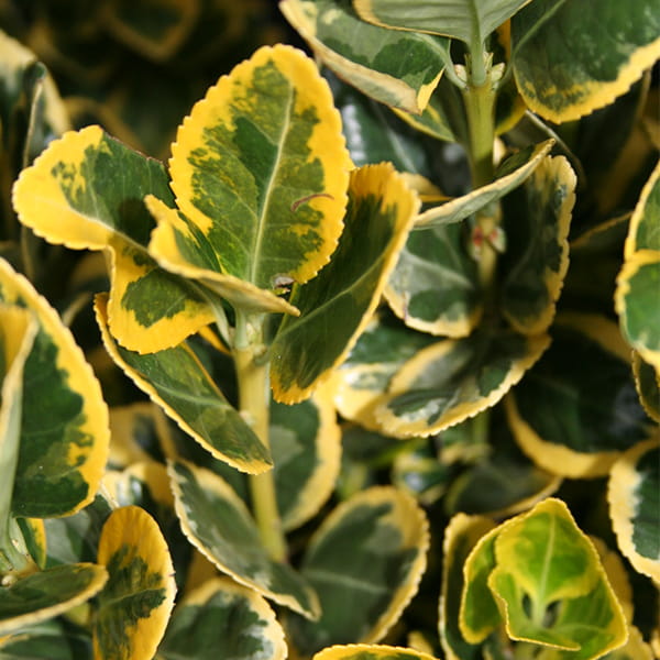 euonymus-ovatus-aureus-5.jpg