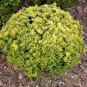 euonymus-ovatus-aureus-4.webp