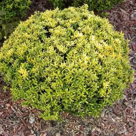 euonymus-ovatus-aureus-4.webp