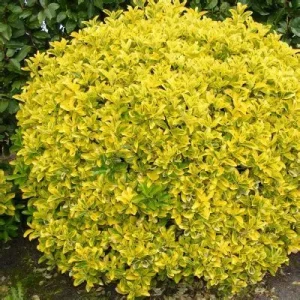 euonymus-ovatus-aureus-3.webp