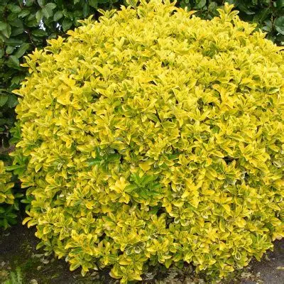 euonymus-ovatus-aureus-3.webp