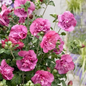hibiscus-duc-de-brabant-3.jpg