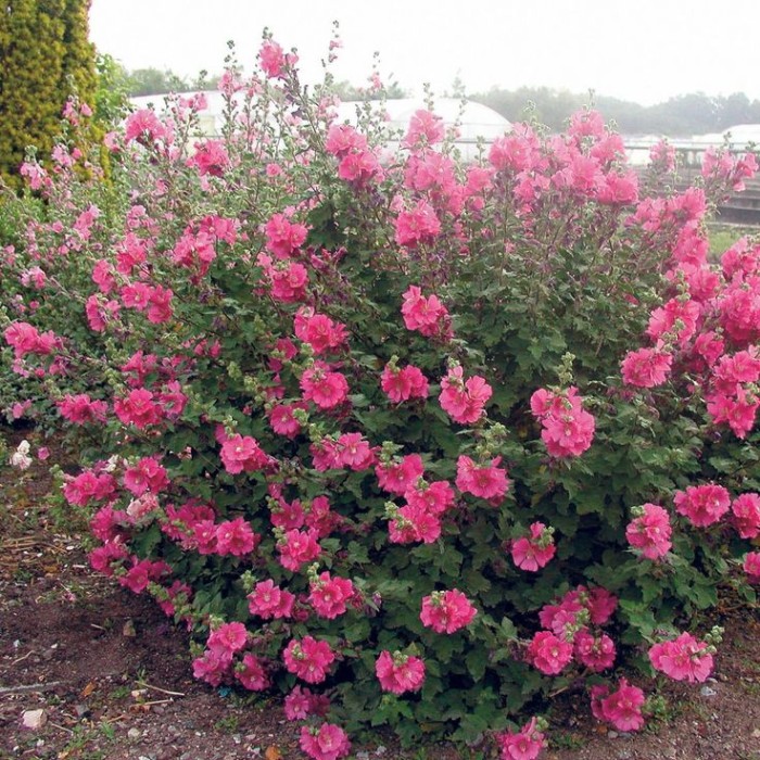 hibiscus-duc-de-brabant-2.jpg