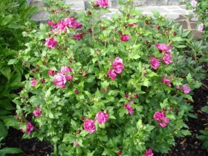 hibiscus-duc-de-brabant-1.jpg