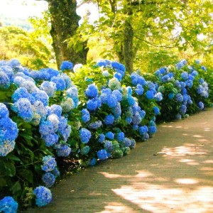 Hortensja-Nikko-Blue-4.jpg