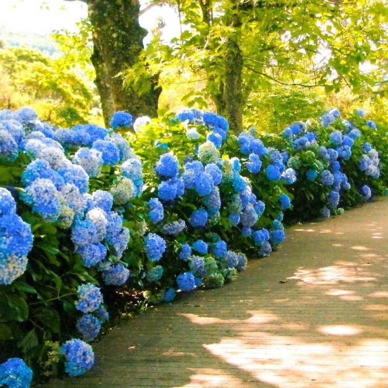 Hortensja-Nikko-Blue-4.jpg