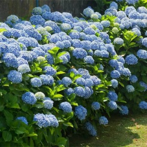 Hortensja-Nikko-Blue-3.jpg