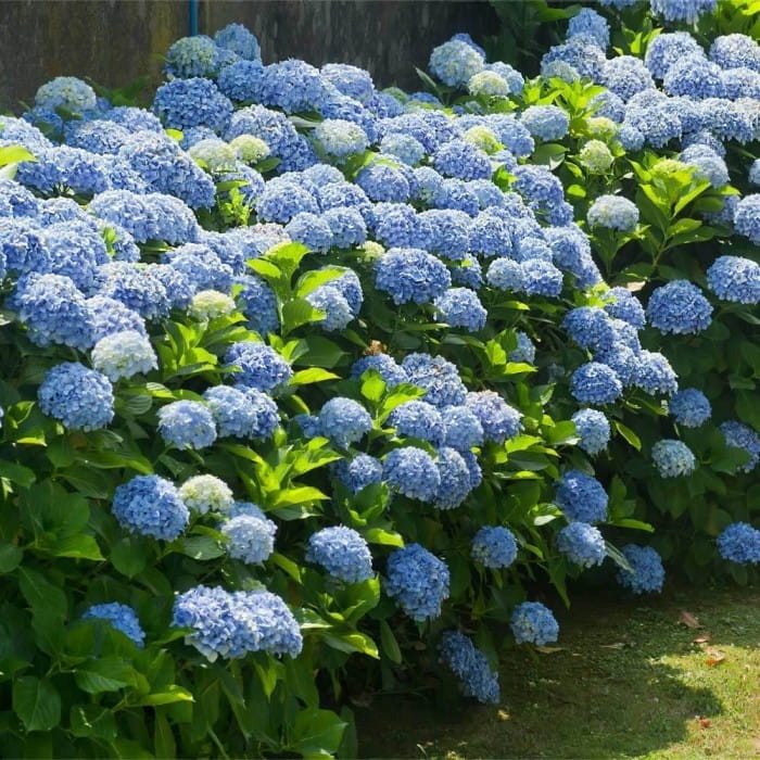 Hortensja-Nikko-Blue-3.jpg
