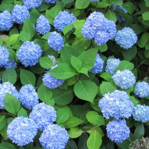 hydrangea-macrophylla-nikko-blue-.jpg