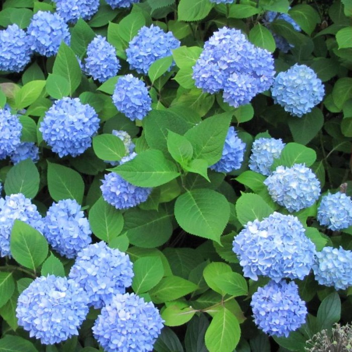 hydrangea-macrophylla-nikko-blue-.jpg