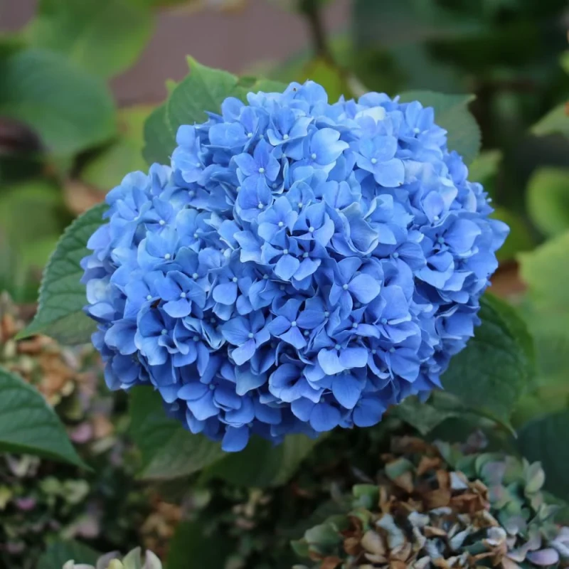 Hortensja-Nikko-Blue-2.webp