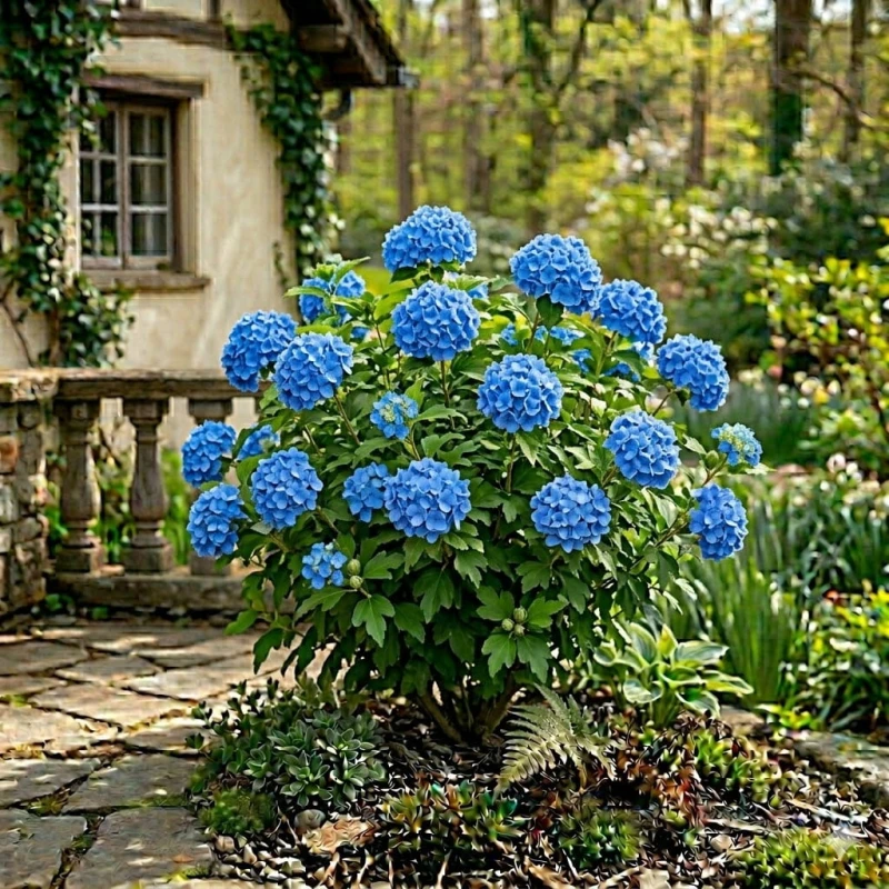 Hortensja-Nikko-Blue-1.jpg