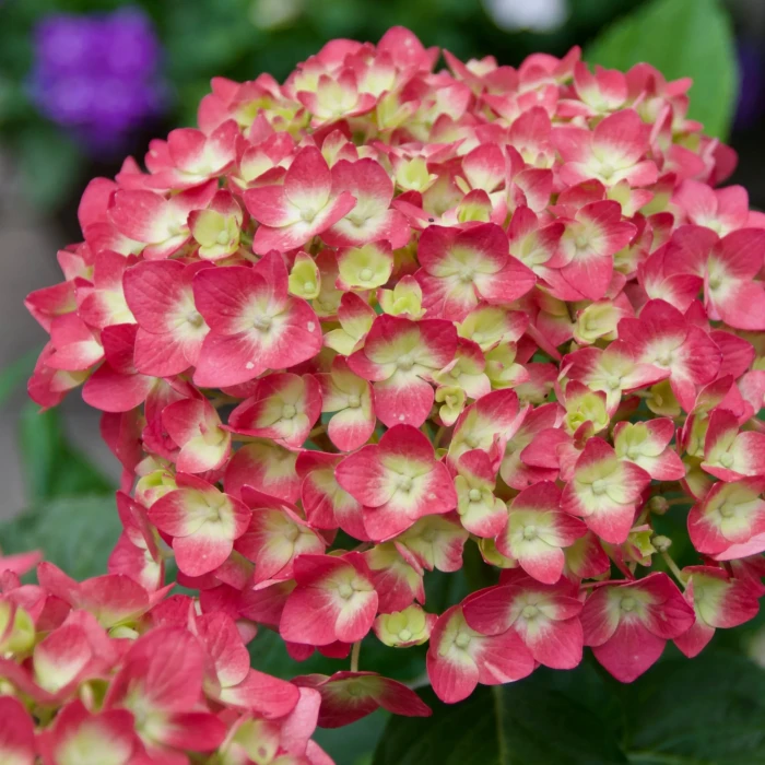 HYDRANGEA-Schloss Wackerbarth-5.jpg