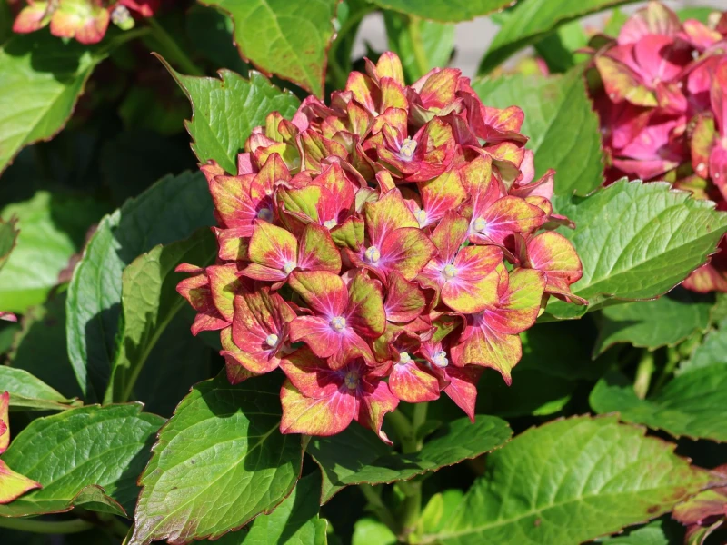 HYDRANGEA-Schloss Wackerbarth-3.jpg