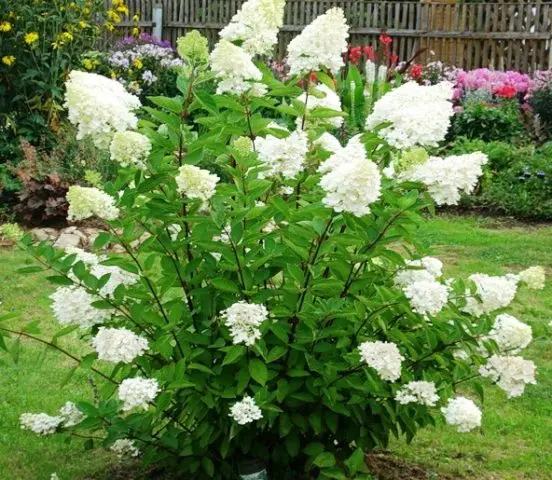 Hortensja-Levana-5.webp
