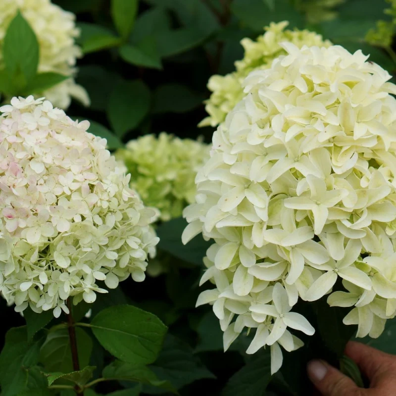 hydrangea-skyfall-5.jpg