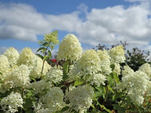 hydrangea-skyfall-1.jpg