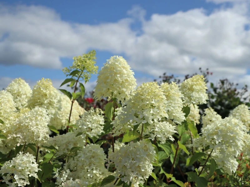 hydrangea-skyfall-1.jpg