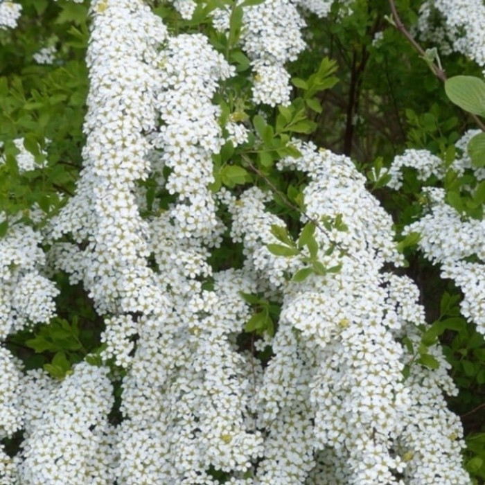 Tawuła GREFSHEIM-4.jpg