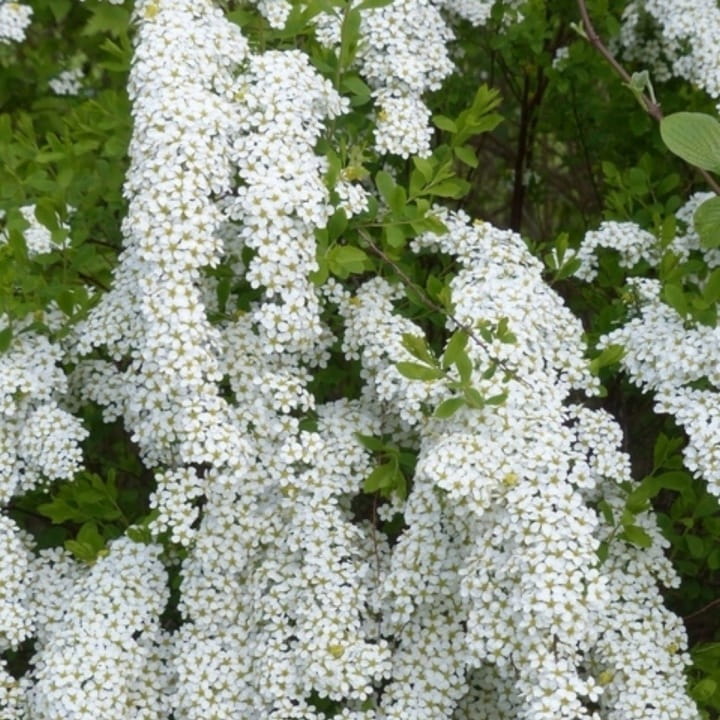 Tawuła GREFSHEIM-4.jpg