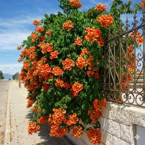 milin-amerykański-pomaranczowy-3.jpg