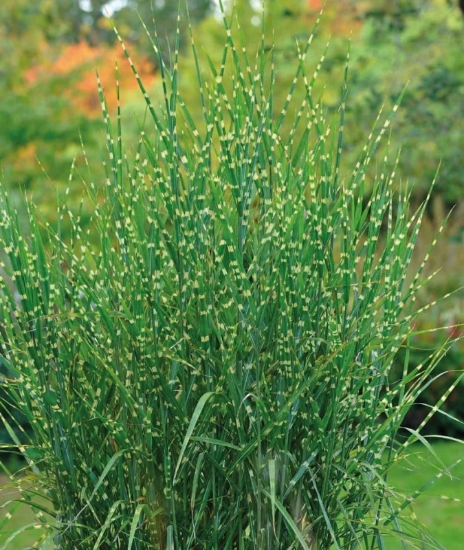 MISKANT-ZEBRINUS-3.jpg