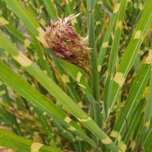 MISKANT-ZEBRINUS-1.jpg