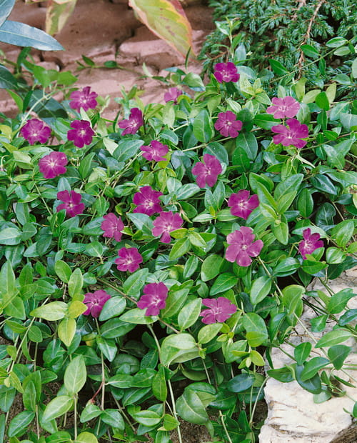 barwinek-atropurpurea-3.jpg