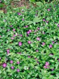barwinek-atropurpurea-1.jpg