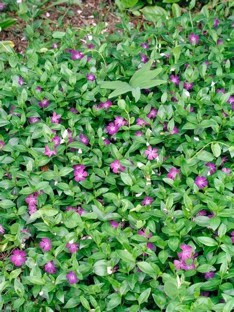 barwinek-atropurpurea-1.jpg