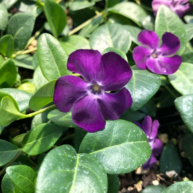 Vinca-minor-Atropurpurea-2.jpg