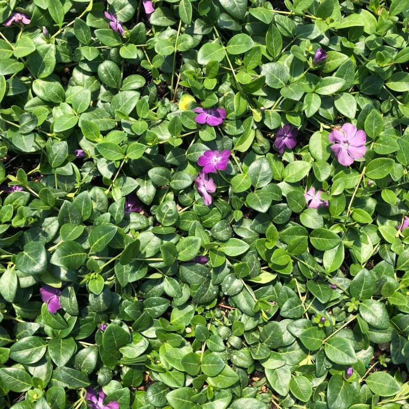 Vinca-minor-Atropurpurea-1.jpg