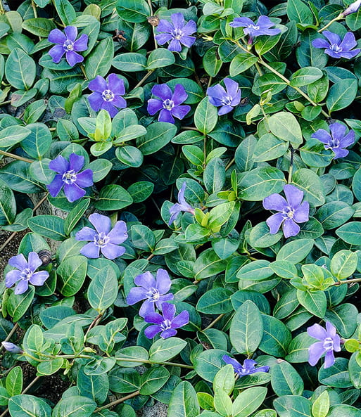 Vinca-Ralph-Shugart-5.jpg
