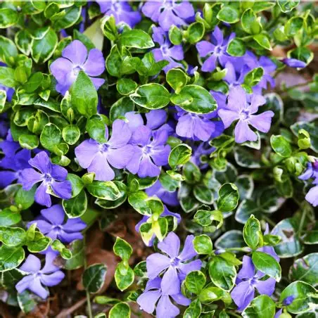 Vinca-Ralph-Shugart-3.jpg