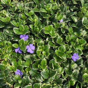 Vinca-Ralph-Shugart-2.jpg