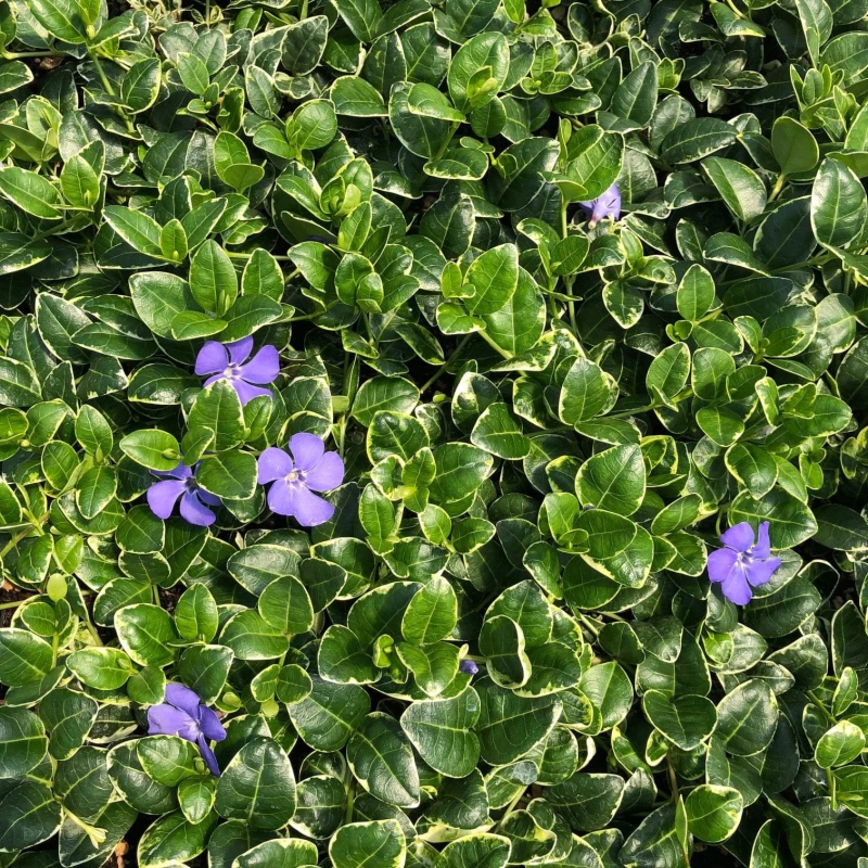 Vinca-Ralph-Shugart-2.jpg