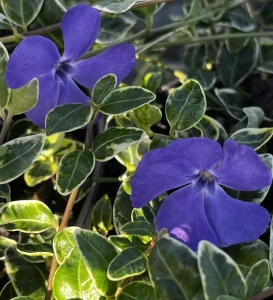 Vinca-Ralph-Shugart-1.jpg
