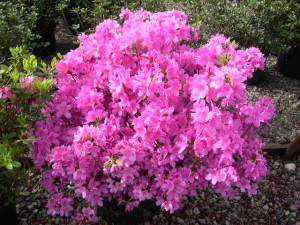 azalia-geisha-purple-3.jpg