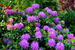 Rododendron-Alfred-4.jpg