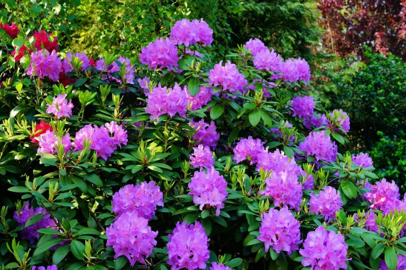 Rododendron-Alfred-4.jpg