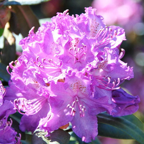 Rododendron-Alfred-3.jpg