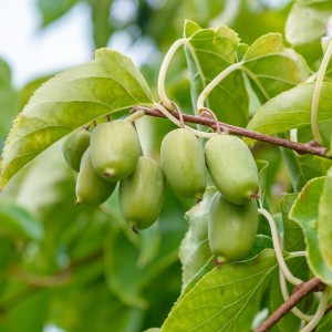 Aktinidai-mini-kiwi-issai-3.jpg