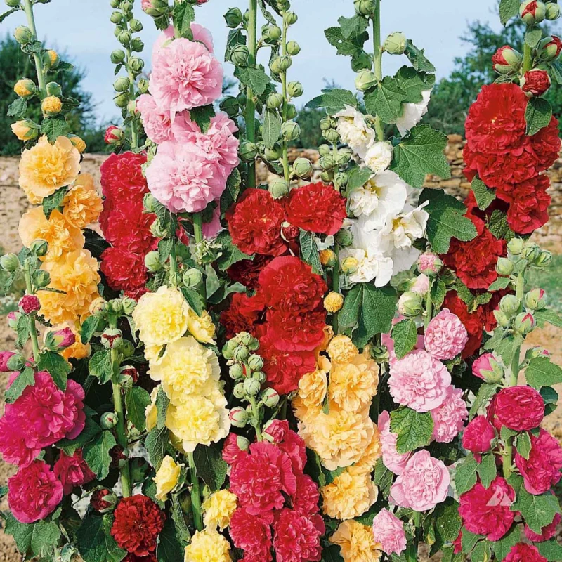 alcea-rosea-pleniflora-mix-MALWA-4.webp