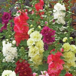 alcea-rosea-pleniflora-mix-1.webp