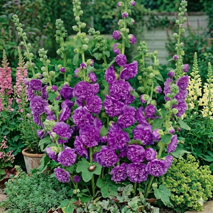 Malwa-Chater's-Double-Purple-5.JPG