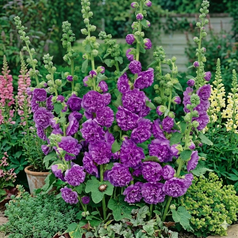 Malwa-Chater's-Double-Purple-5.JPG